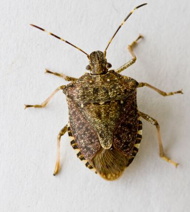 Brown marmorated stinkbug adult